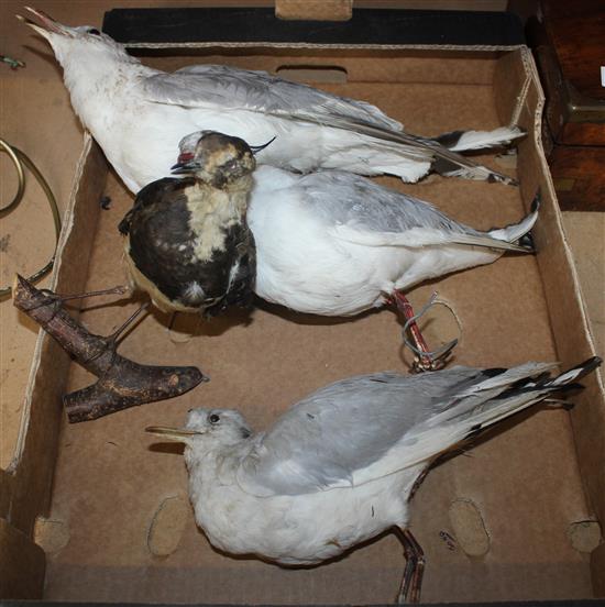 3 taxidermy seagulls and a plover